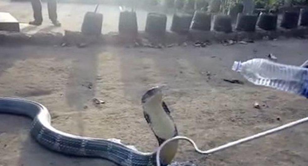 Un hombre se atrevió a darle agua a una cobra y esto pasó. (Video y foto: RT)
