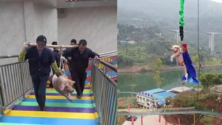 China: Obligan a un cerdo vivo a hacer ‘puenting’ desde una plataforma de 70 metros de altura