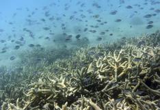 Medio ambiente: el 67 % de los corales del norte de la Gran Barrera de Australia ha muerto | VIDEO
