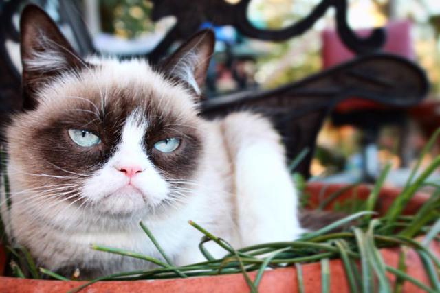 Grumpy Cat: La historia de la gata más famosa de internet que murió a los 7 años. Foto: Facebook The Official Grumpy Cat