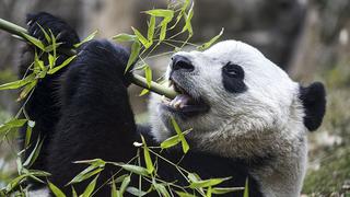 El panda gigante Bao Bao viaja de Washington a China