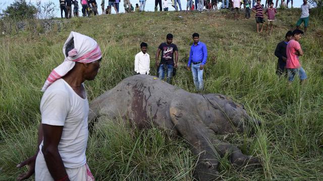 El suceso ocurrió cerca de la ciudad de Gauhati, en el noreste del país, dijo el responsable de vida silvestre Prodipta Baruah.  (Foto: Reuters)