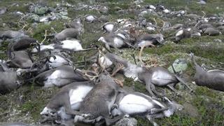 Rayos matan a más de 300 renos salvajes en Noruega