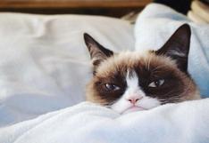 Murió 'Grumpy Cat', la famosa gata con cara enojada que inspiró miles de memes
