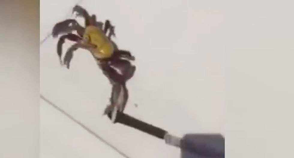 Este video de YouTube nos muestra a este cangrejo tratando de sobrevivir con un cuchillo en la pinza. (Foto: Captura)