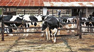 Indecopi anuncia estudio sobre condiciones de competencia en sector lácteo