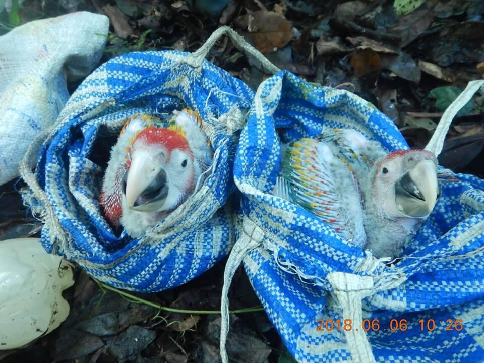 Un par de polluelos rescatados en Belice. Fotografía: Cortesía Friends for Conservation Development