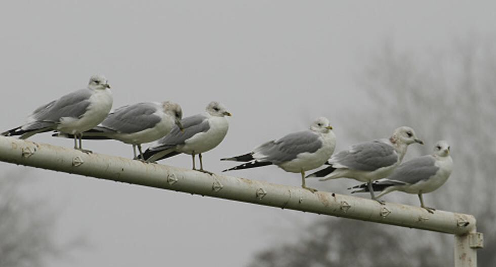 Las alas de unas aves comunes en el oeste de Australia se han alargado entre 4 y 5 milímetros en los últimos 45 años producto el cambio climático. (Foto: Getty Images)