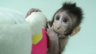 Los primeros monos clonados con la técnica de Dolly [VIDEO]