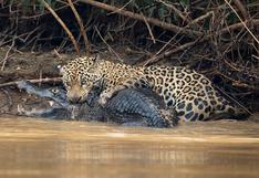 Así terminó la brutal batalla entre un jaguar y un caimán en Brasil