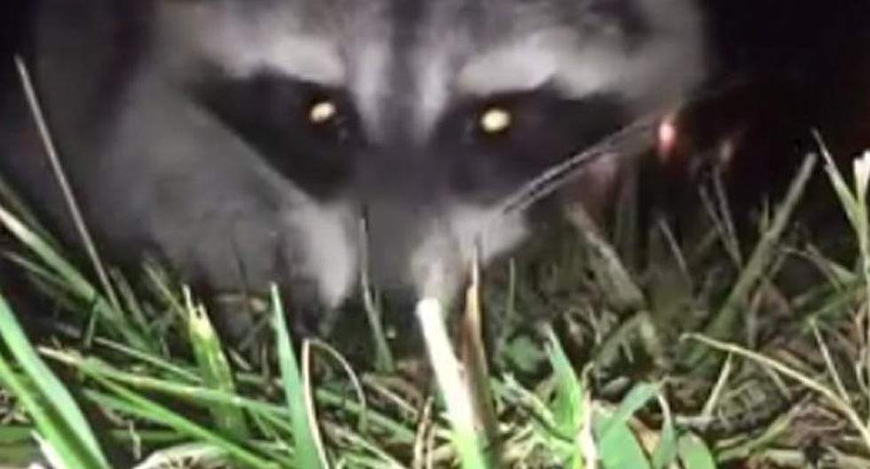 La travesura de un mapache quedó registrada en un video subido al portal YouTube. (Foto: Captura)