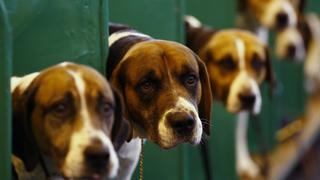 El mito de los siete años del perro