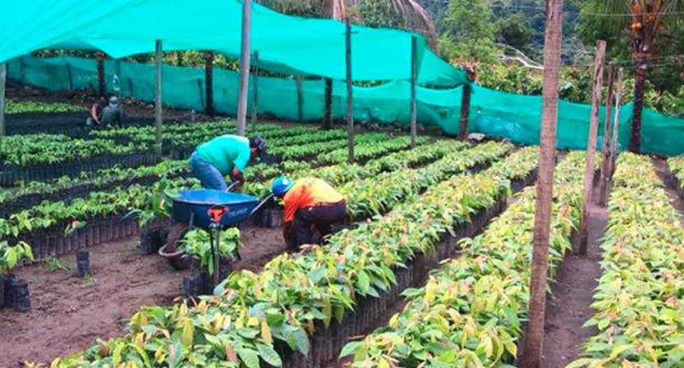 El Ministerio de Agricultura informó que setiembre pasado, la producción agropecuaria registró un crecimiento de 3.1% en comparación al mismo periodo del 2016. (Foto: Andina)