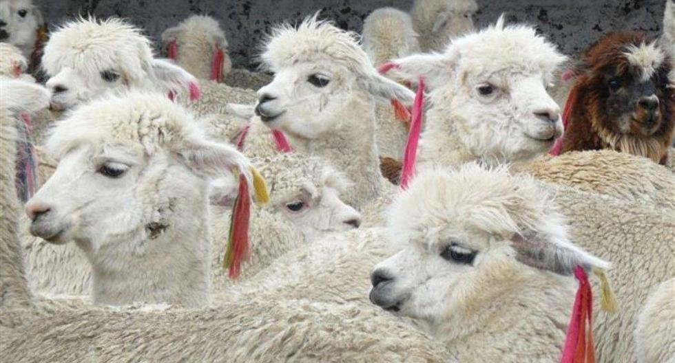 El Perú vende al mundo más hilados y fibras de alpaca, pero se están promocionando más las prendas terminadas en la campaña Alpaca del Perú. (Foto: Andina)