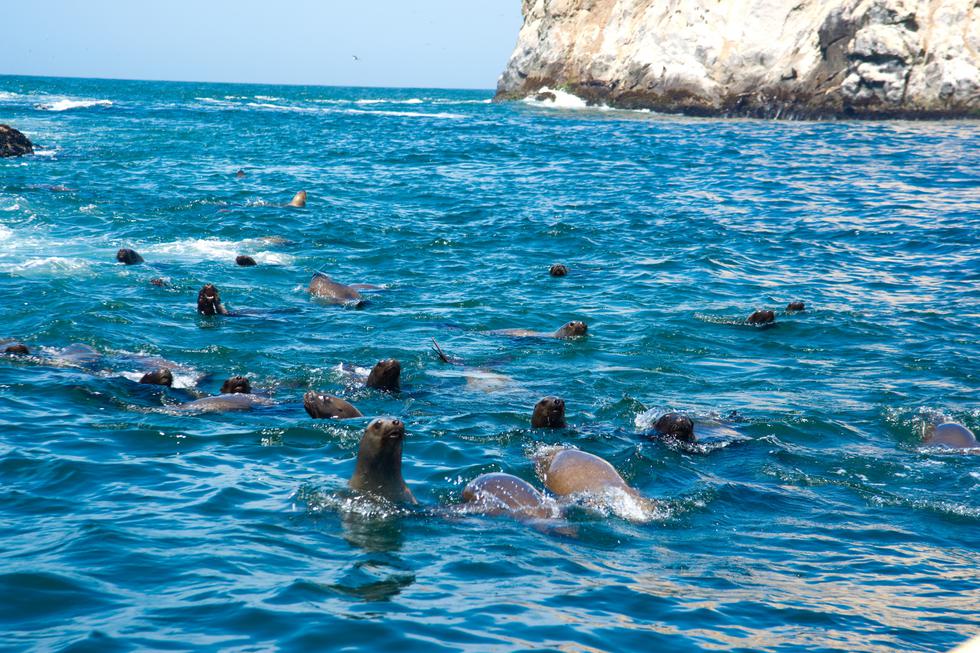 Una guía para nadar con lobos marinos en el Callao | VAMOS | EL COMERCIO  PERÚ