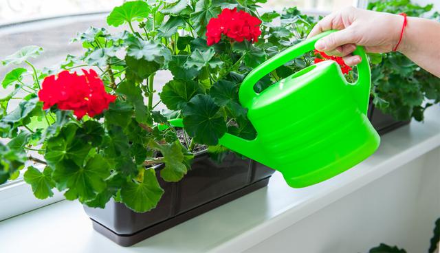 Durante el invierno es recomendable regarlo de manera semanal mientras que en verano, hazlo dos veces a la semana. (Foto: Shutterstock)