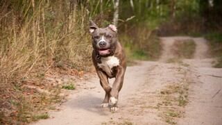 Hombre se esconde de su perro y así reaccionó el can al creerse perdido