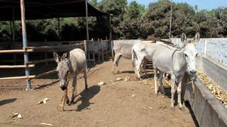 Nuevo Chimbote: clausuran camal clandestino de burros