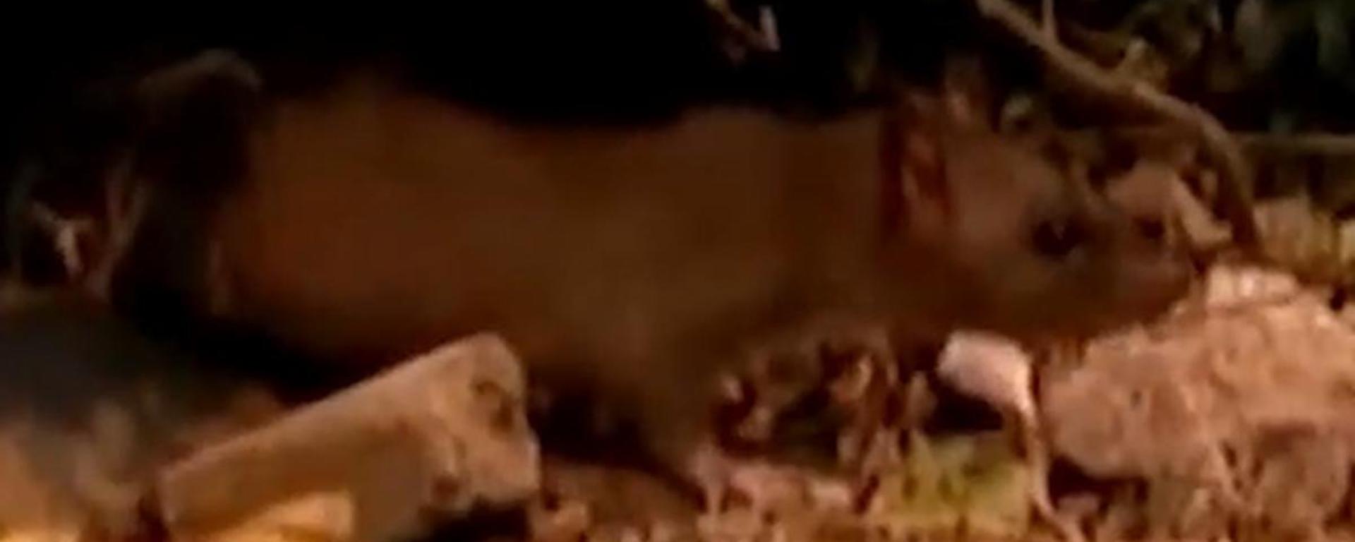 Plaga de ratas en Surco: comerciantes y vecinos denuncian que roedores invaden alrededores del Mercado Jorge Chávez