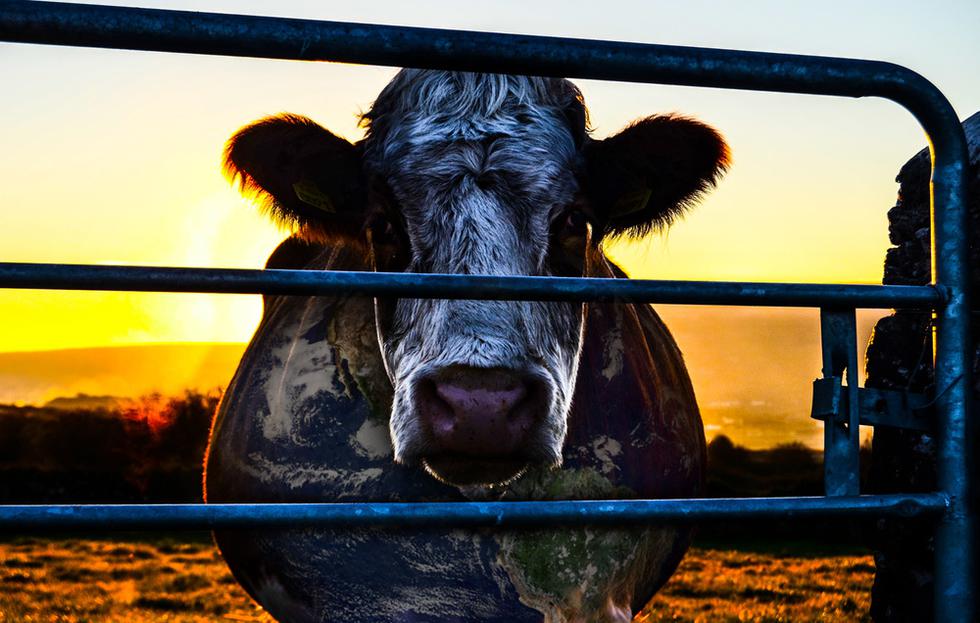 El documental "Cowspiracy" muestra la realidad detrás de las granjas industriales. Los cineastas Kip Andersen y Keegan Kuhn exploran la realidad de los animales en las industria ganadera y avícola.  Además, nos enseñan que alternativas existen para cuidar a los animales y al medio ambiente de la contaminación que generan estas industrias a nivel mundial. La puedes ver en Netflix. (Foto: Netflix)
