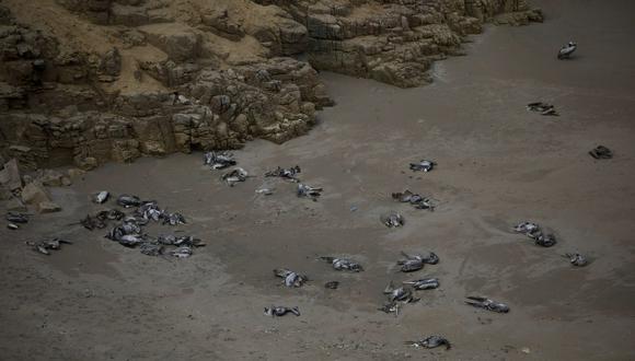 Imarpe monitorea playas y caletas para evaluar el brote de la influenza aviar. (Foto: GEC)