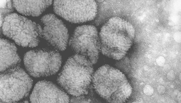 Por ahora los científicos no son capaces de crear nuevos virus, pero si han podido ensamblar y modificar los virus conocidos.