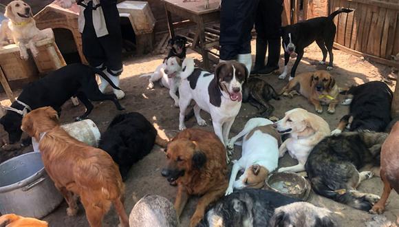 El proyecto Cuatro Patas promoverá que las esterilizaciones se realicen a precios de costo y a precios  humanitarios. (Foto: Andina)