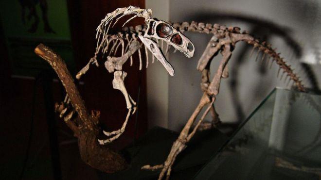 El centro de investigación brasileño conserva esqueletos de varios dinosaurios. (Foto: AFP)