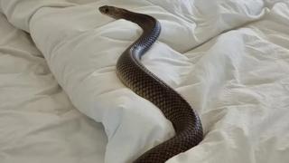Encontró una serpiente de dos metros en su cama y se llevó el susto de su vida: “Nunca más volveré a dormir”