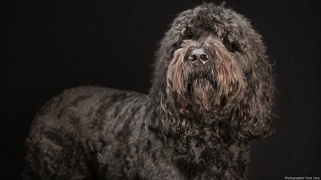 La belleza de los perros negros en reveladoras imágenes - 1