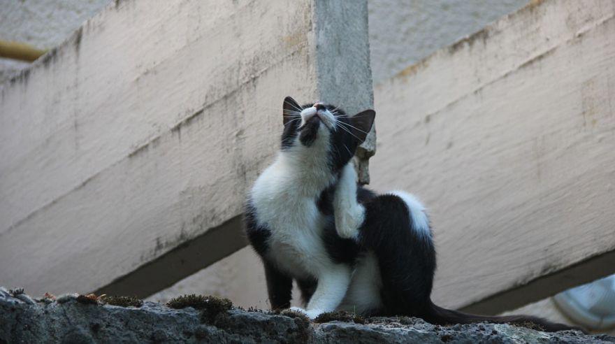 Existen cuatro tipos de pulgas, las cuales pueden generar enfermedades. (Foto: Pixabay)