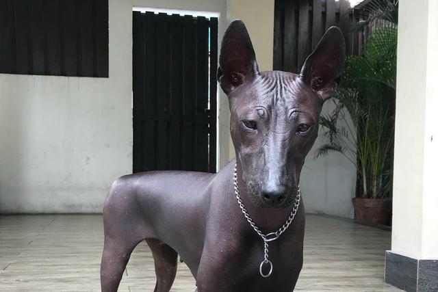 Foto publicada en Twitter que muestra a un can de piel oscura, sin pelo y con la mirada fija dejó bastantes dudas. ¿Es un perro real o una estatua? (Foto: pipernriley)