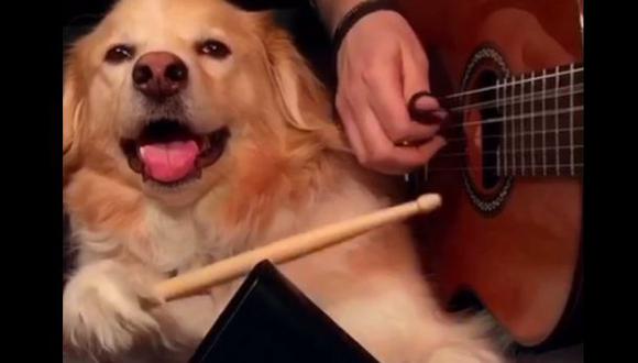 Vine: internautas obsesionados por perro que toca el cencerro