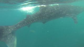 El encuentro con un tiburón ballena en el mar peruano [VIDEO]