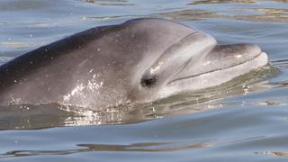 #EnCorto | Cuatro claves para entender por qué los delfines del Golfo de Guayaquil están desapareciendo