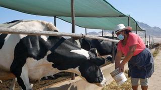 Más de 80,000 ganaderos podrán proteger sus animales con seguro pecuario aprobado por el Midagri