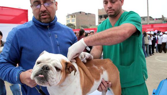 Puno y San Román en emergencia sanitaria por rabia canina