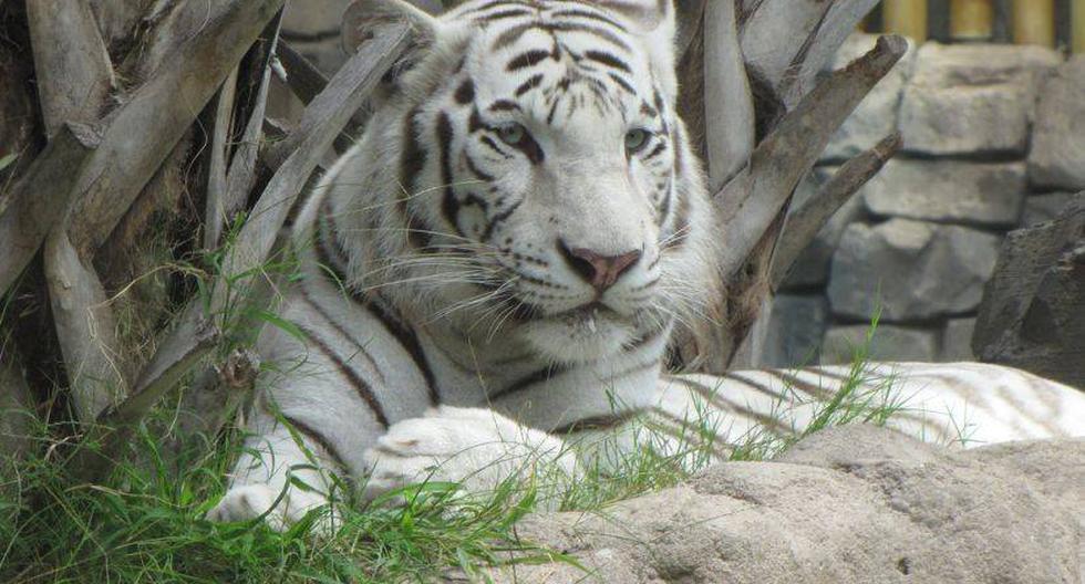 El incidente ocurrió en el zoológico de Nueva Delhi. (Foto: Taran Rampersad/Flickr)
