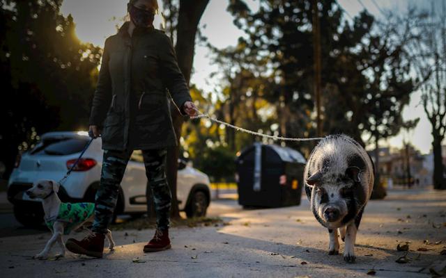 FOTO 1 DE 3 | Tuti llama siempre la atención: los niños se paran a saludarle, al igual que los perros, tan sorprendidos como sus dueños de ver a un cerdo caminando alegremente por las calles de la capital argentina. | Foto: Juan Ignacio Roncoroni / EFE (Desliza a la izquierda para ver más fotos)