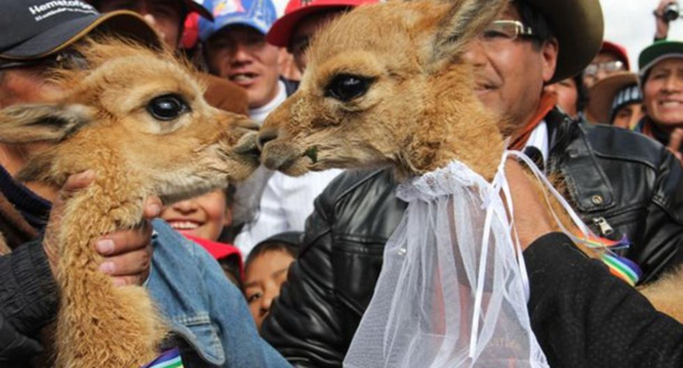 El Festival de la Vicuña de Rancas-Pasco se desarrolla en el Parque Conservacionista de Wishlamachay. (Foto: Andina)