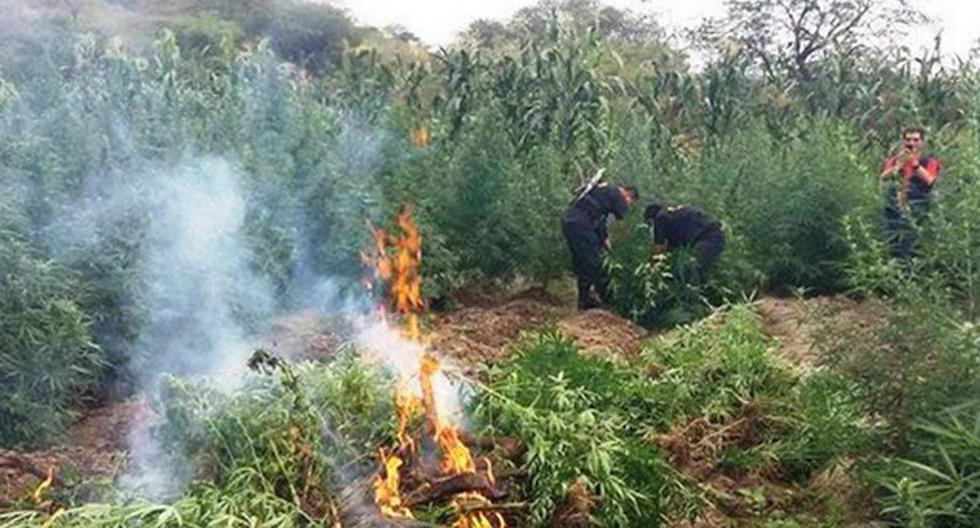 Más de 15 mil plantones de marihuana fueron incinerados en Piura. (Foto: Andina)