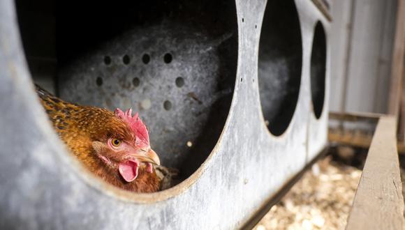 Una gallina perteneciente a Casim Abbas en el gallinero de su pequeña granja de huevos en su casa en Williamston, Michigan, el 8 de febrero de 2023. (Foto referencial de Matthew Hatcher / AFP)