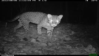 El Manu es el lugar con mayor biodiversidad del mundo