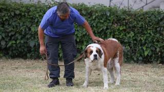 Murió perra San Bernardo que fue usada como ‘burrier’ por mafia