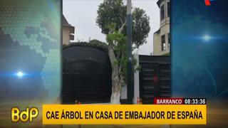Barranco: árbol se desploma sobre fachada de la residencia del embajador de España