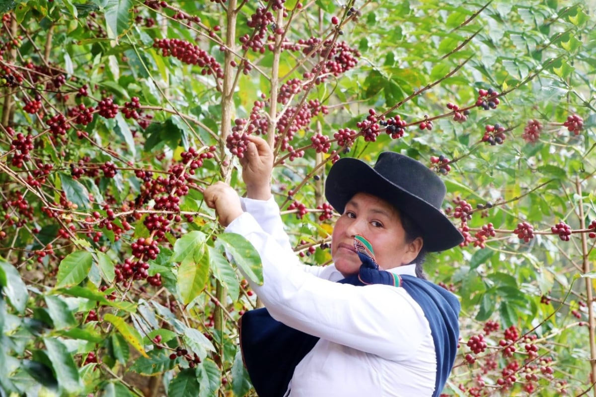 Taza de Excelencia 2020: El mejor café del Perú es de la cusqueña Hilda Leguía Gonzales