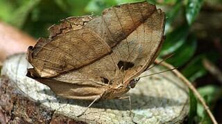 Mariposa domina el arte del camuflaje al “convertirse” en una hoja seca para despistar a los depredadores