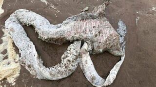 Descubren desconocida criatura marina de tres metros de largo en una playa de Inglaterra