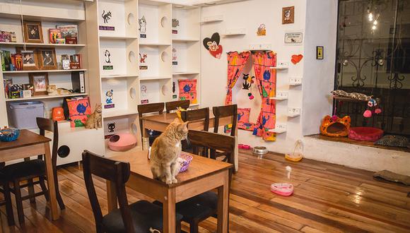 Hasta el momento, 'Caftetín' ha logrado dar en adopción a más de 150 gatos en Cusco.