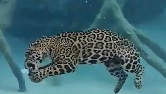 Jaguar ataca y come a su presa bajo el agua [VIDEO]